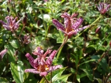 TRICYRTIS FORMOSANA DARK BEAUTY